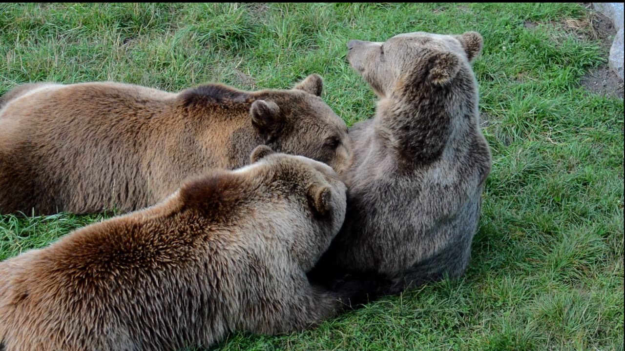 Mother Bear Suckles Her Cubs ❤️