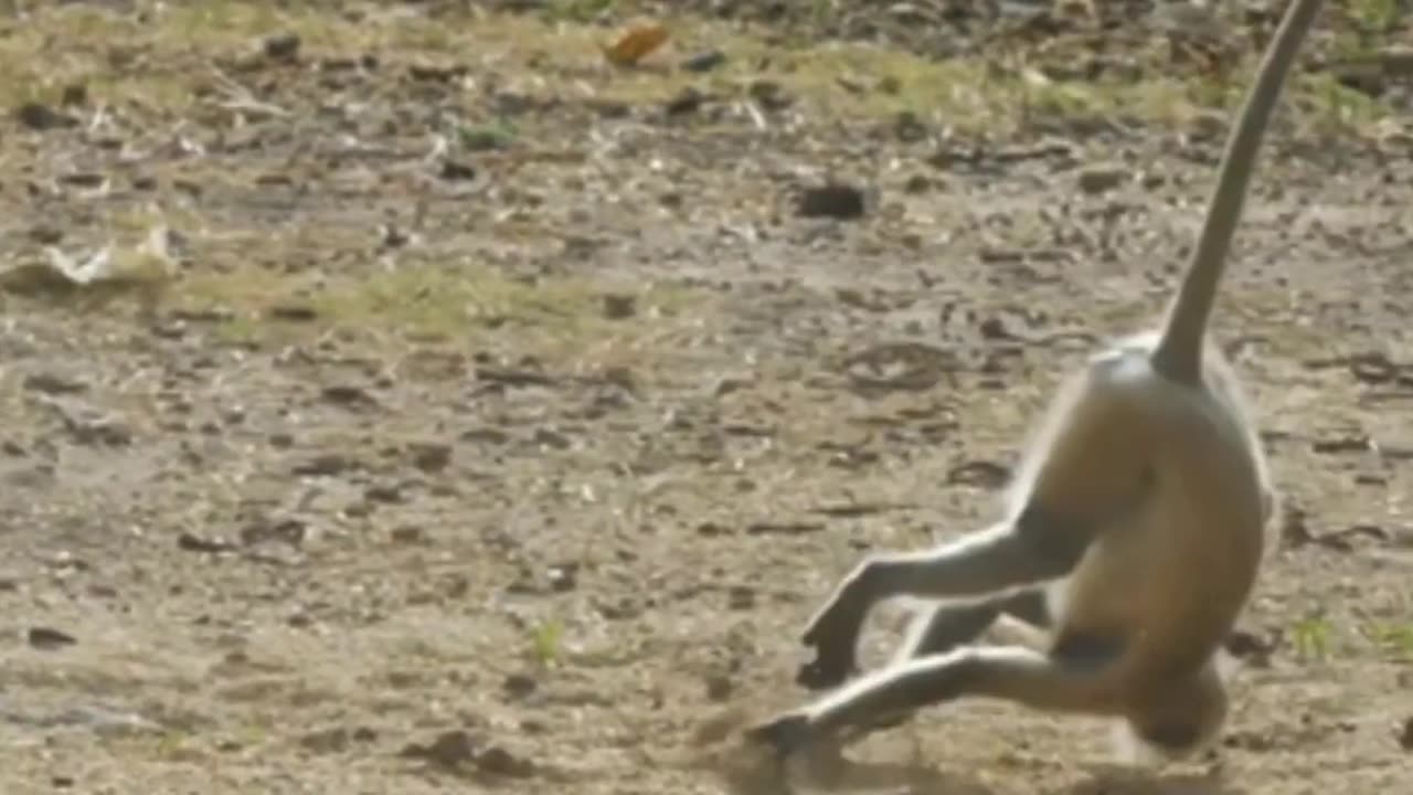 Funny monkey videos