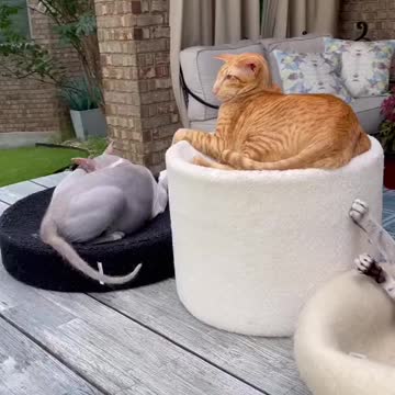 Wow superb cat sofa