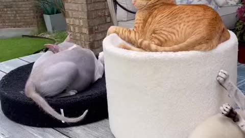 Wow superb cat sofa