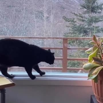 Fanny Cat Video and Cute Cat Video