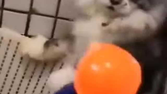 Cute and Funny Baby Dogs Video Compilation 2021