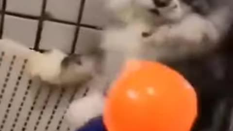 Cute and Funny Baby Dogs Video Compilation 2021
