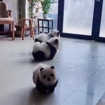 Panda dogs? 😍😍