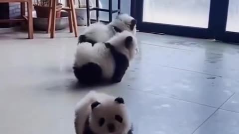 Panda dogs? 😍😍