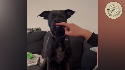 FUNNY PETS 55