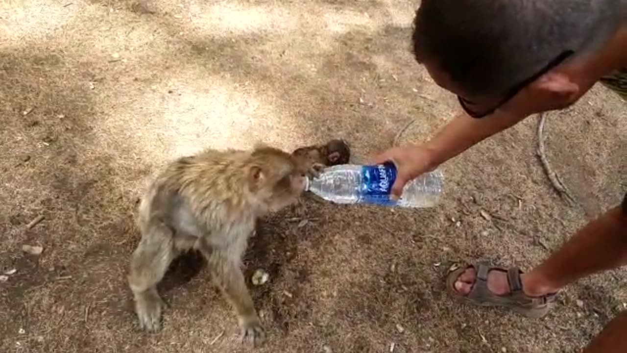 Aap heeft dorst