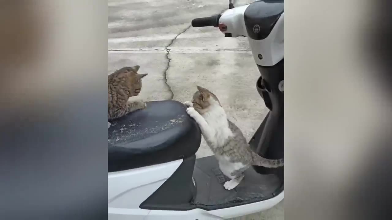 funny animal videos3