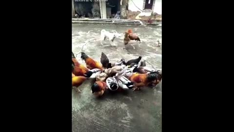 Dog vs Chicken