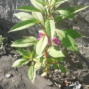 Balsam ran away from the flower bed
