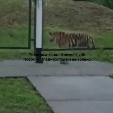 Tigers coming way too close to people 😱😱