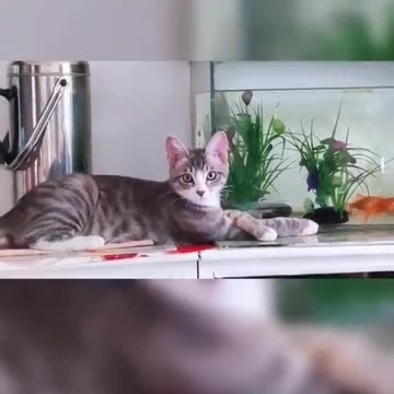 Cat's jump to catch fish 🐈Very funny 😂 Joy Funny Factory