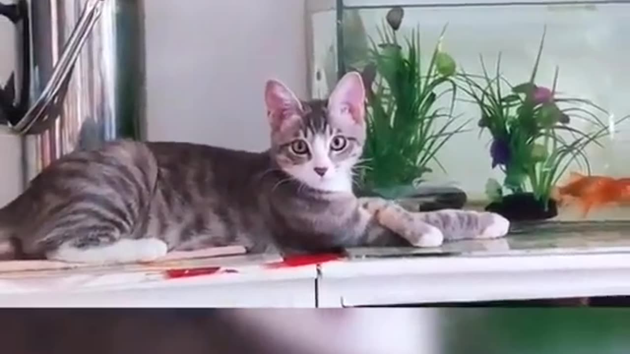 Cat's jump to catch fish 🐈Very funny 😂 Joy Funny Factory