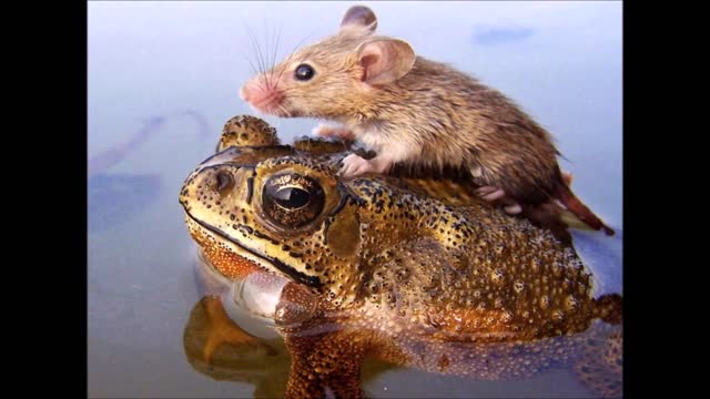 Across specie unusual animal friendship that will melt your heart