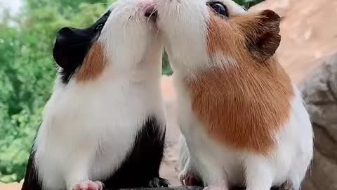 Two guinea pigs