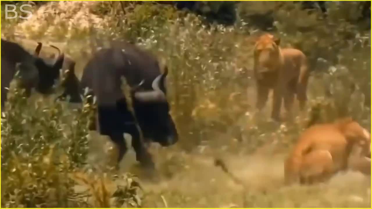 The Greatest Fights In The Animal Kingdom | Lion VS Buffalo