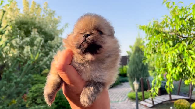 A Cute Puppy 2