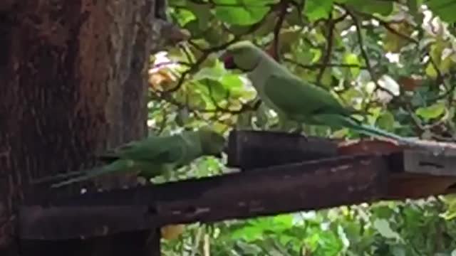 Pair Of Parrots 🦜