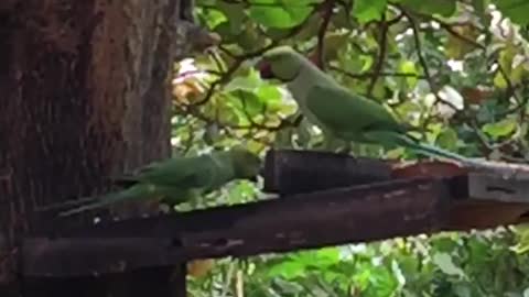 Pair Of Parrots 🦜