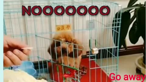 Funny dog locks himself up