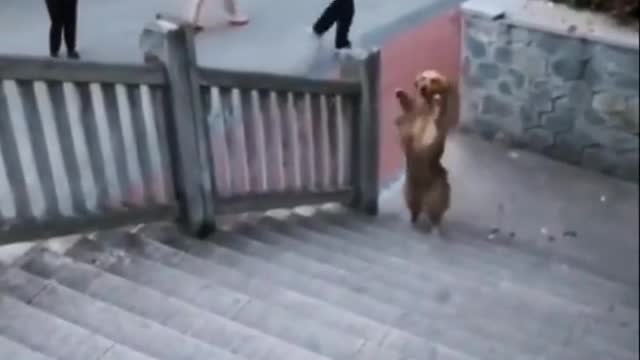 # Cute animals#