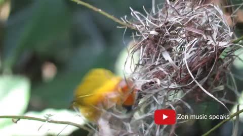 Daily 10-Minute Mindfulness Meditation- Bird Song Part 2