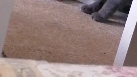 My Cats Playing