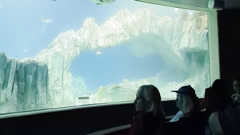 Even More from the aquarium