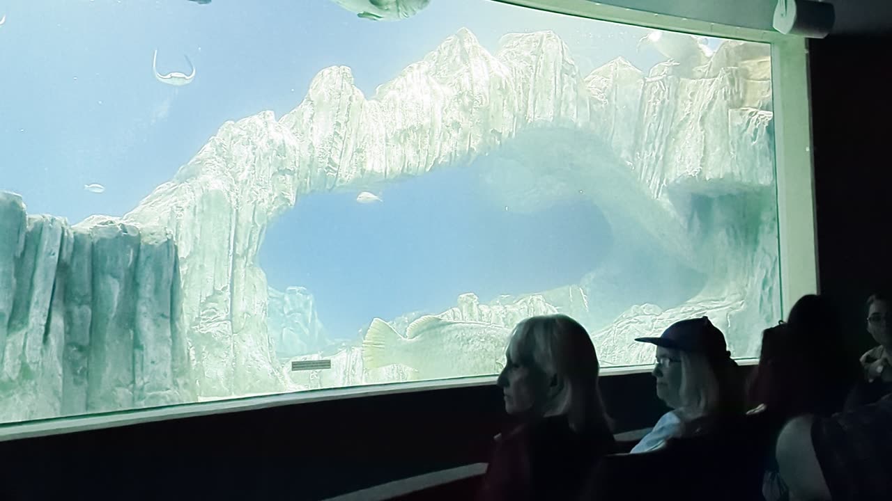 Even More from the aquarium