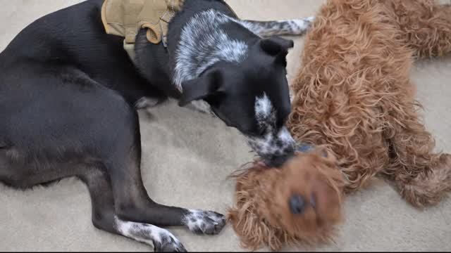 Jilly Labradoodle chews on JJ Dog's toenails Dad knows it's time for dog park!