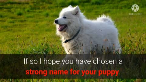 🐕 TOP Strongest Dog Names/for Male And Female Dogs