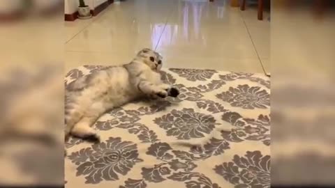 Baby Cats - Cute and Funny Cat 😺 Video 🐈