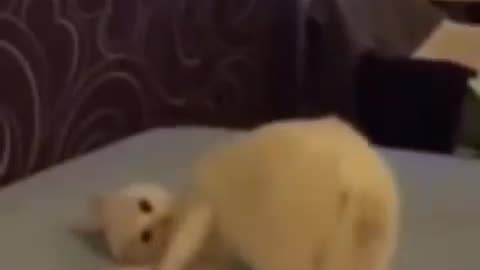Funny Felines: Hilarious Cat Antics & Playful Kitty Moments!