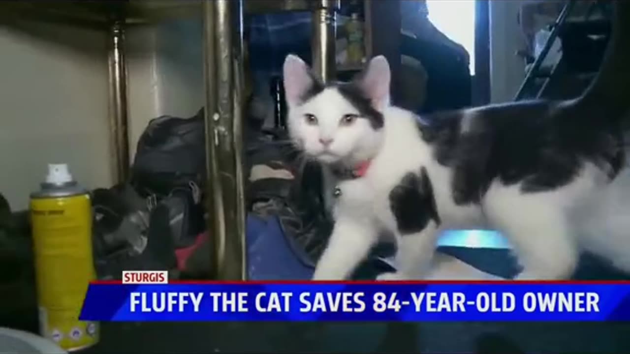 Fluffy Cat Saved Elderly Owner