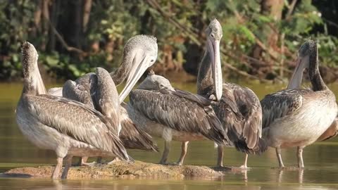 Cambodian birds 2021