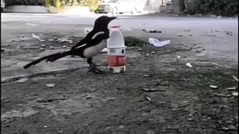 Found a crow drinking water by pouring pebbles #shorts #viral #shortsvideo #video