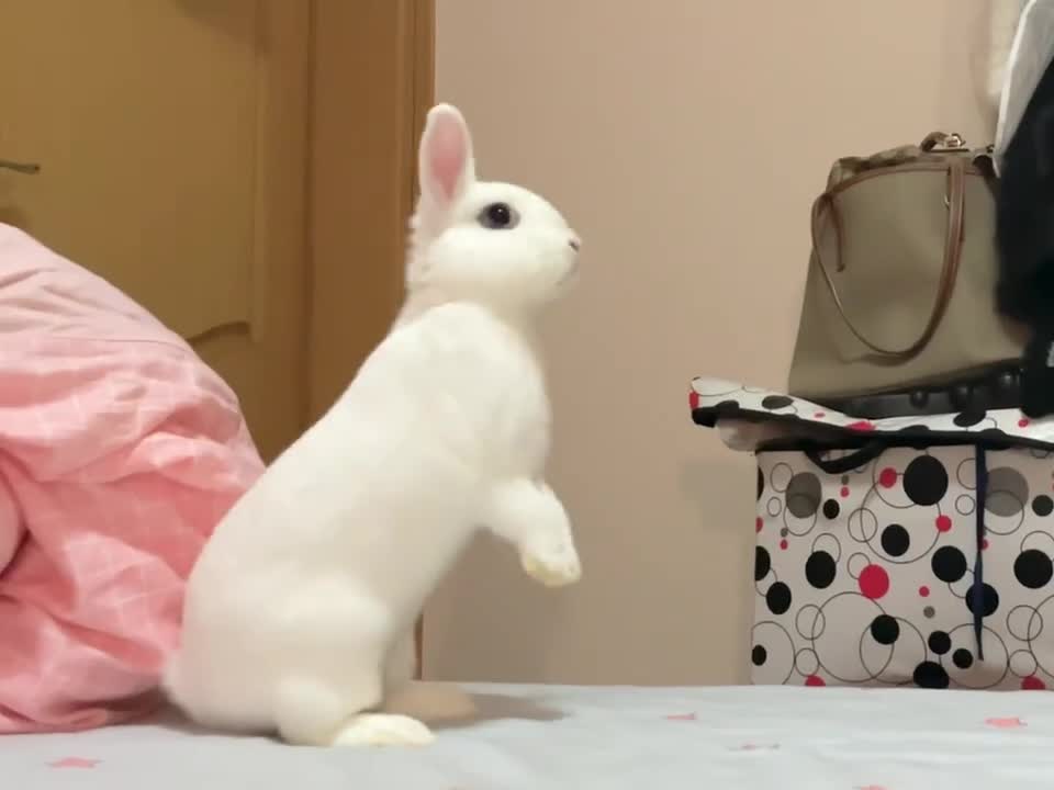 Animal collection, the rabbit is too excited