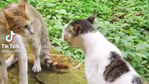 Cat fight compilation