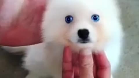 Cute puppy