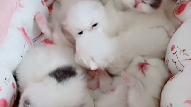 OMG So Cute 😍 Best Funny Cats Compilation #Shorts