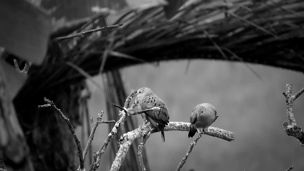 now Covers Branches