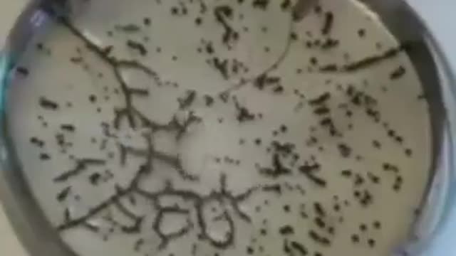 Graphene Oxide