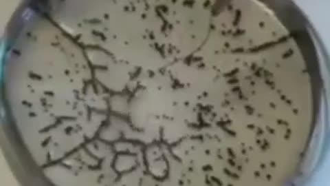 Graphene Oxide