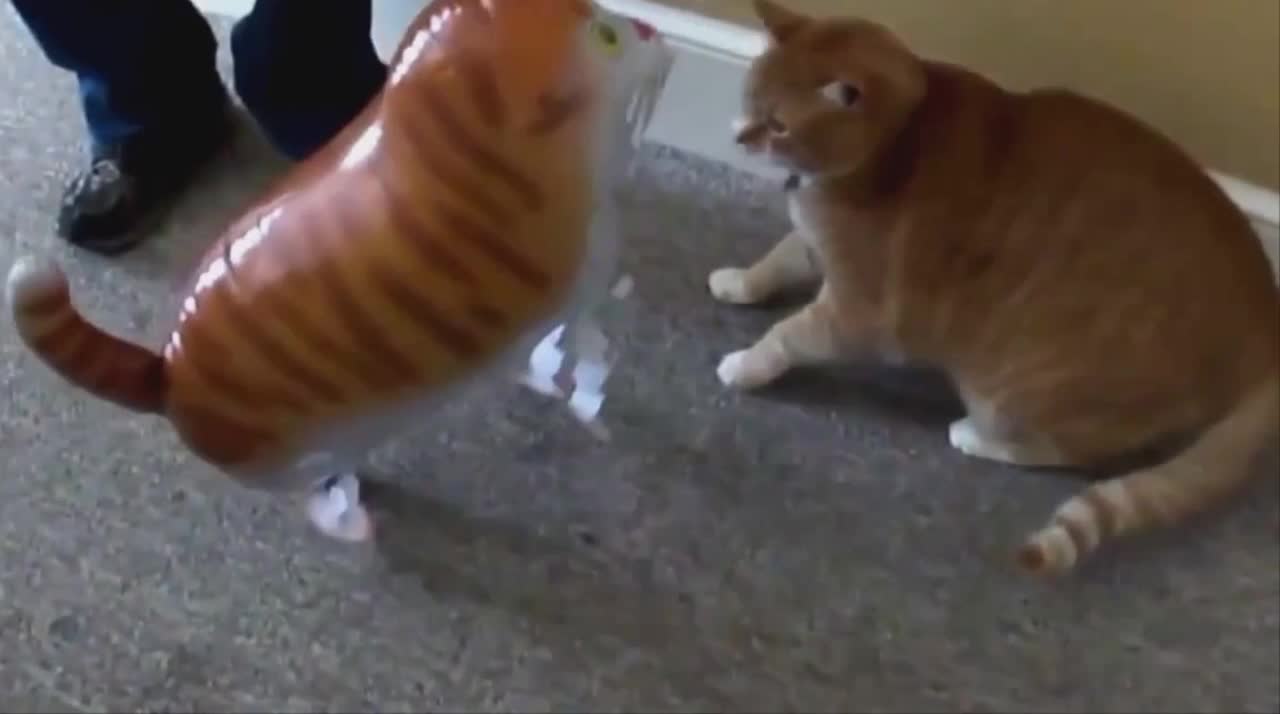 Funny Angry cat