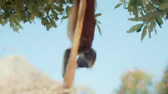 Funny monkey. Amazing video