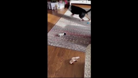 Funny Cat and Dog