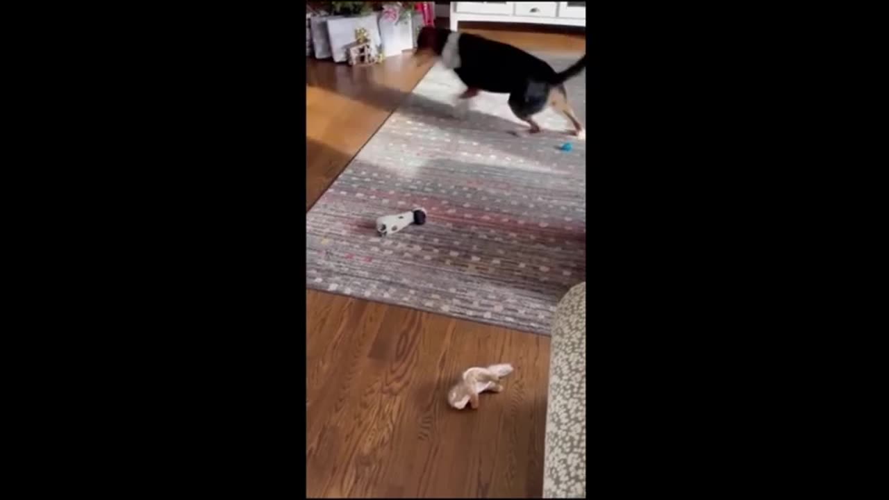 Funny Cat and Dog