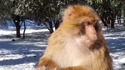 Funny monkey