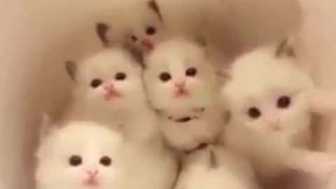 A newborn cat.