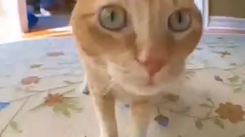 funny cats funny dogs animals video #111